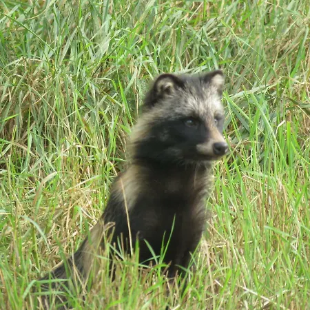 Kabi Holiday Homes Ainja