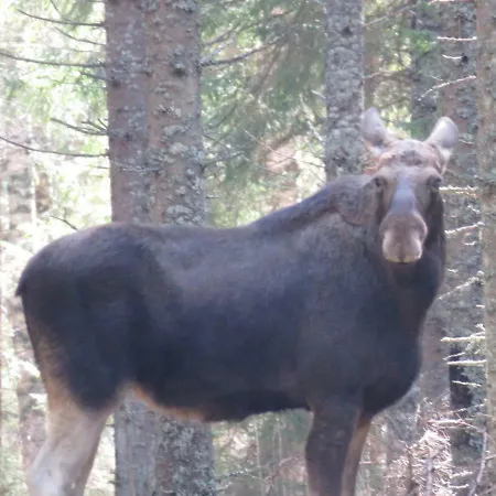 Kaebi Homes 펜션 Ainja