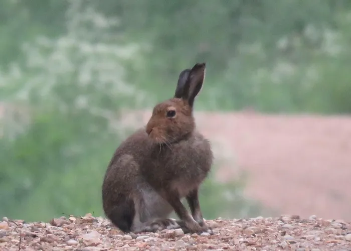 Vakantiehuis Kaebi Homes Ainja