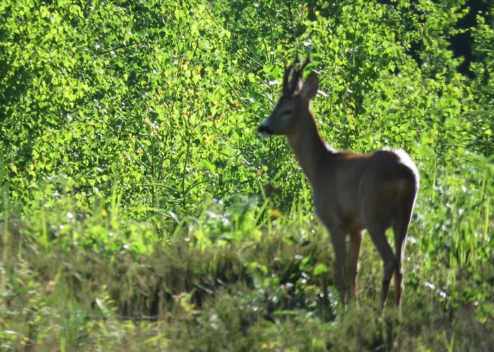 Vakantiehuis Kaebi Homes