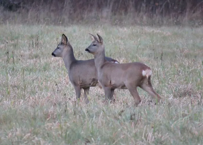 Dom wakacyjny Kaebi Homes