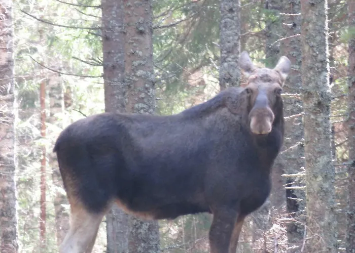 Kaebi Homes Vakantiehuis Ainja