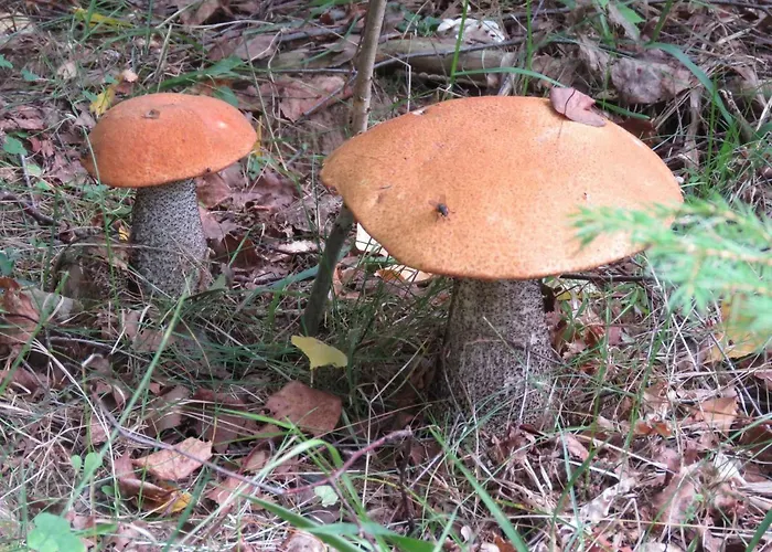 Kaebi Homes Vakantiehuis